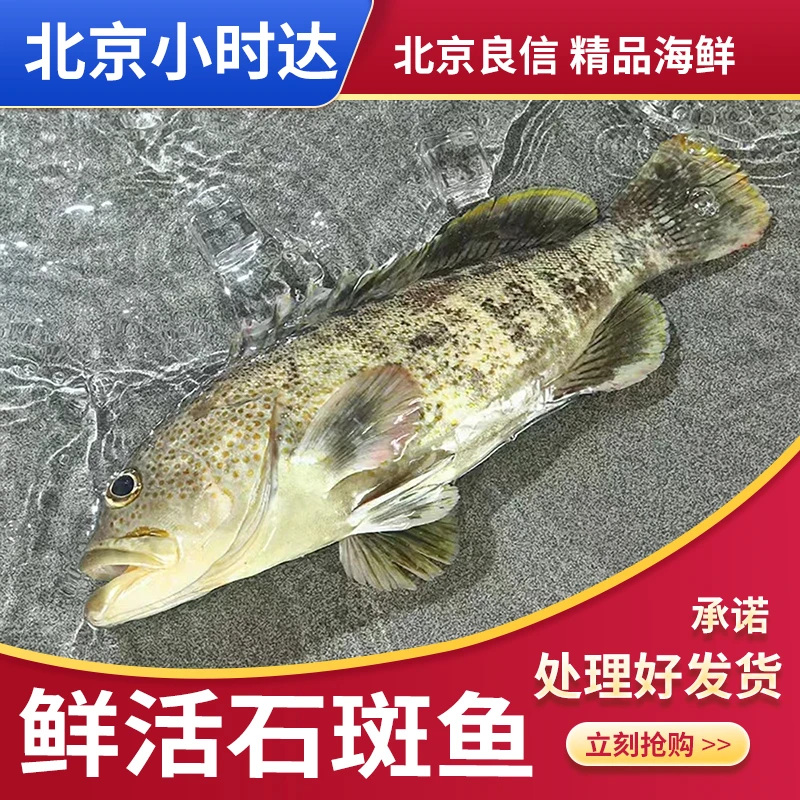 石斑鱼鲜活石斑鱼