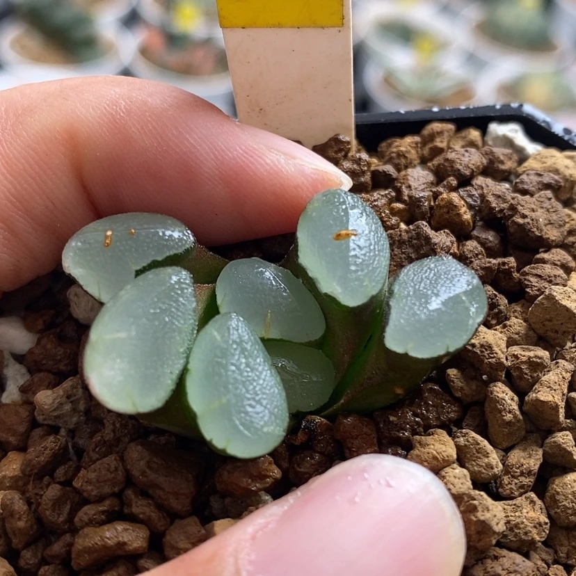 【闪购商品】128紫镜