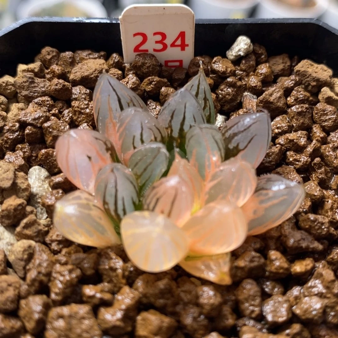 234霓虹灯玉露锦锦，