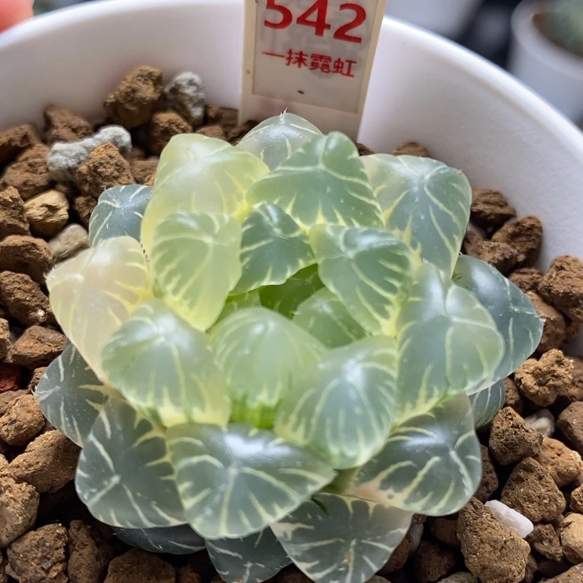 【闪购商品】542糊斑实生