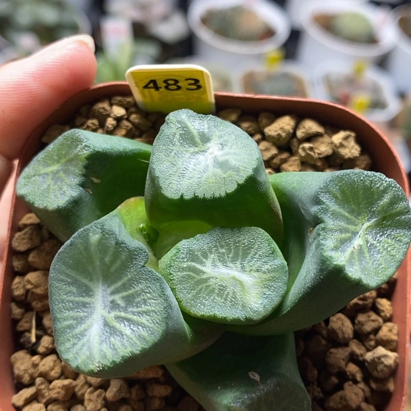 【闪购商品】483南亚兴