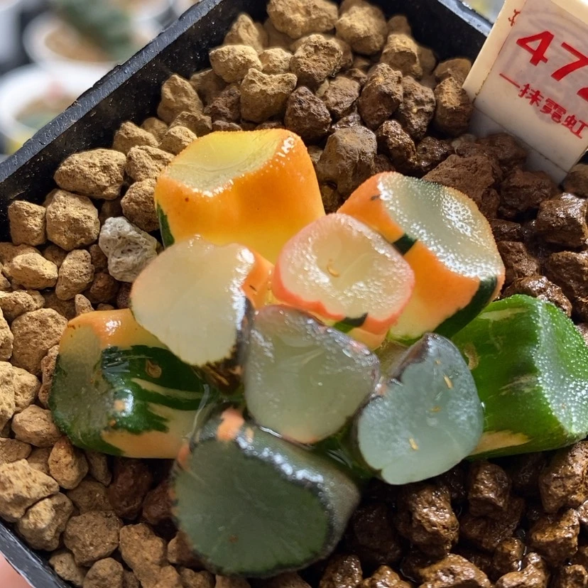 【闪购商品】472空门