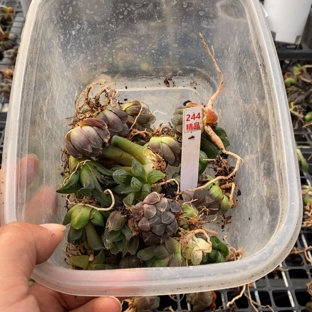 244特价一筐无根苗