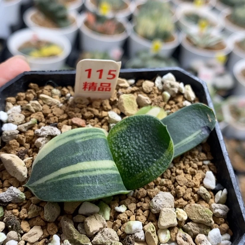 【闪购商品】115珍珠卧牛