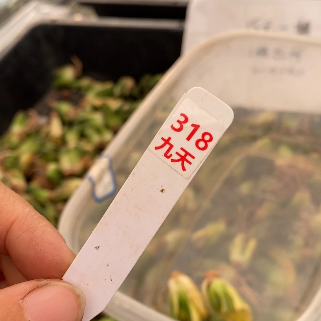 318号30元2颗无根苗