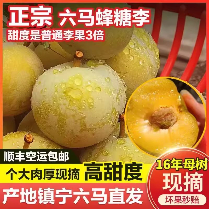 蜂糖李正宗贵州安顺镇宁六马蜂糖李子3/5斤现摘孕妇新鲜蜂蜜李
