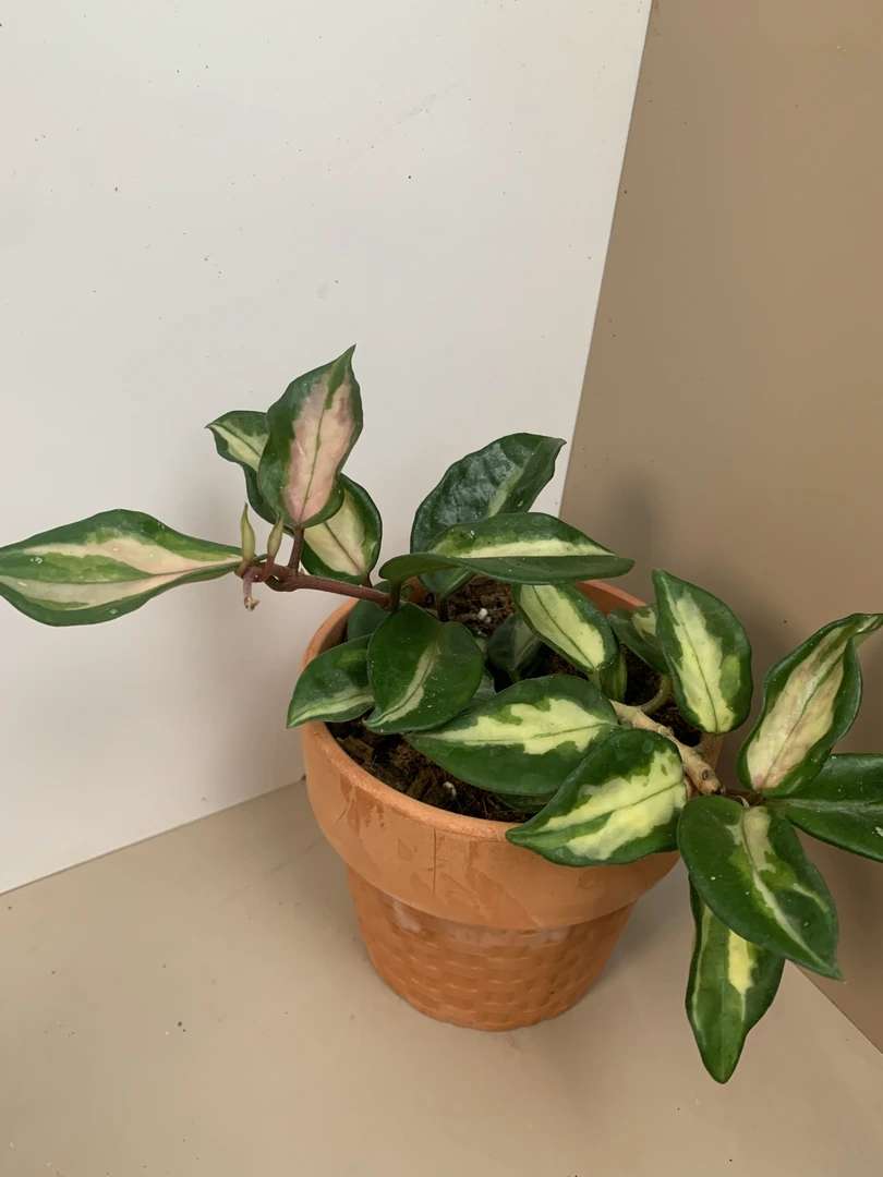 巴西球兰 hoya carnosa