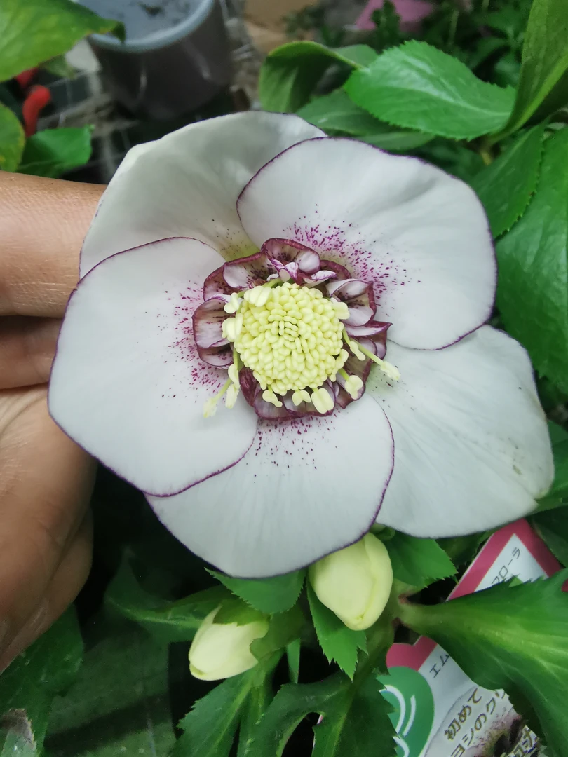 铁筷子 圣诞玫瑰 白色糖沙 银莲 耐寒 年宵花