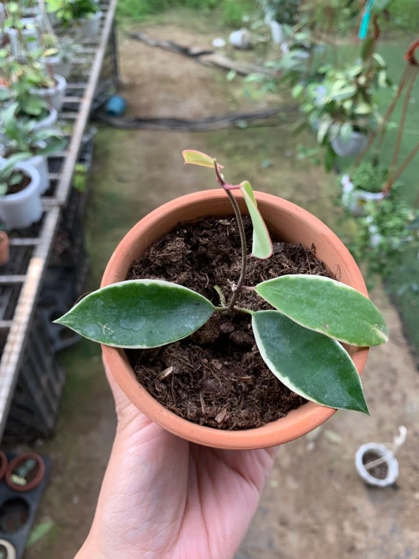 盐境外锦盐境球兰 Hoya halophila albomarhinata