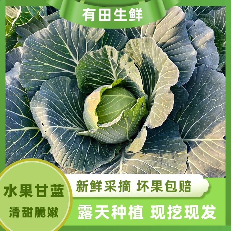 【5-9斤装】河南露天种植现挖现发甘蓝