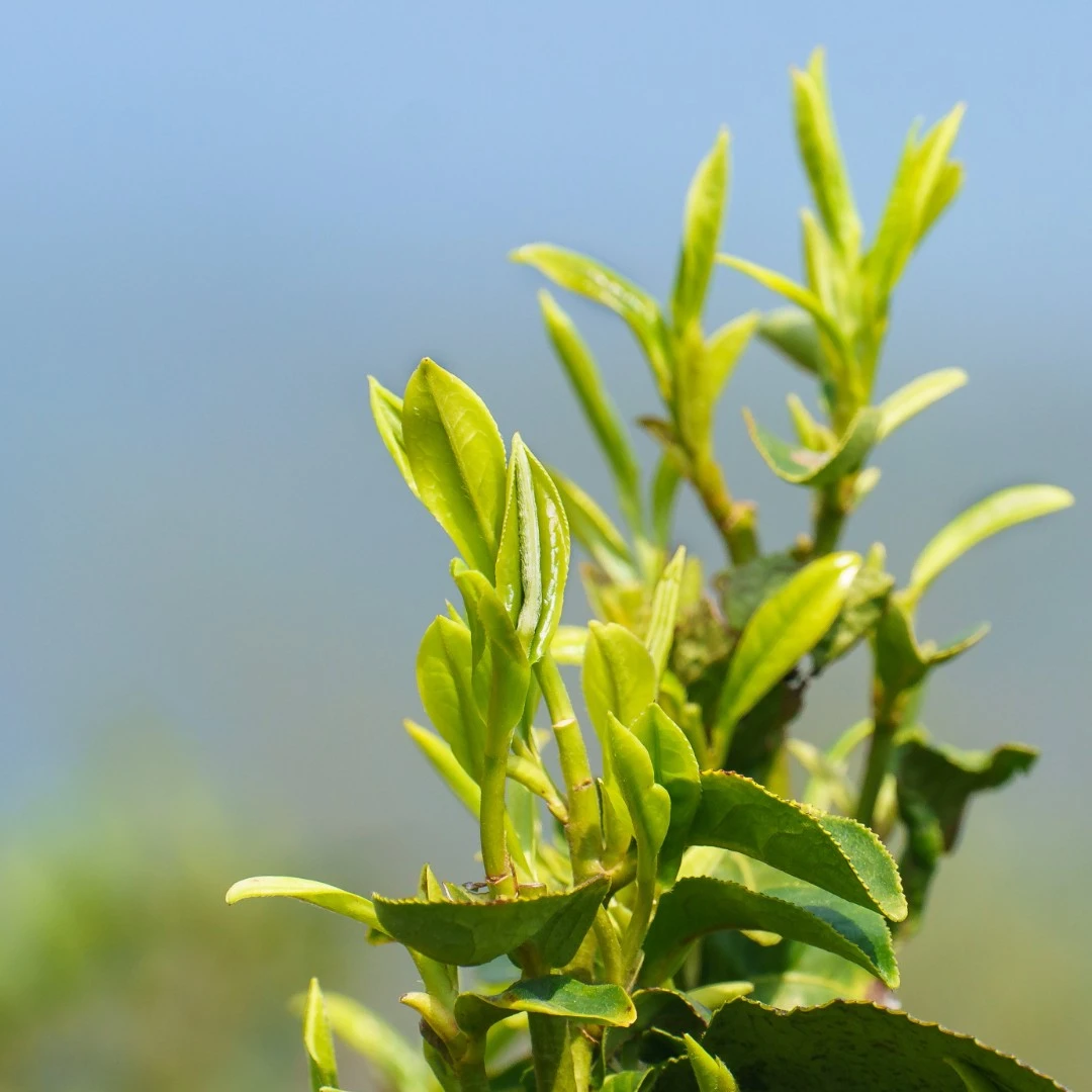 阅茶溪上2002年 农家社前六堡茶原树种