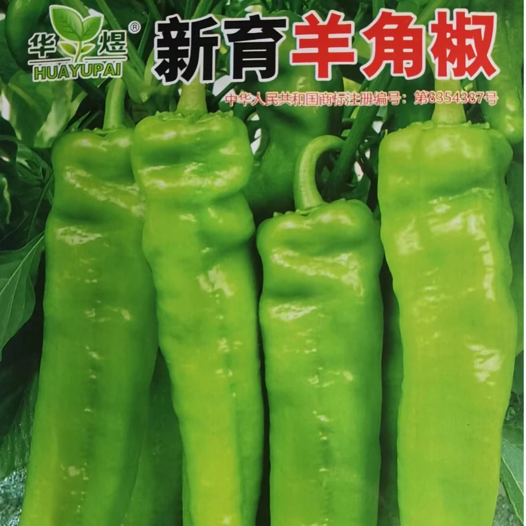 【拍1发2】羊角椒种子 阳台蔬菜特大牛角辣椒 阳台种植出芽率高