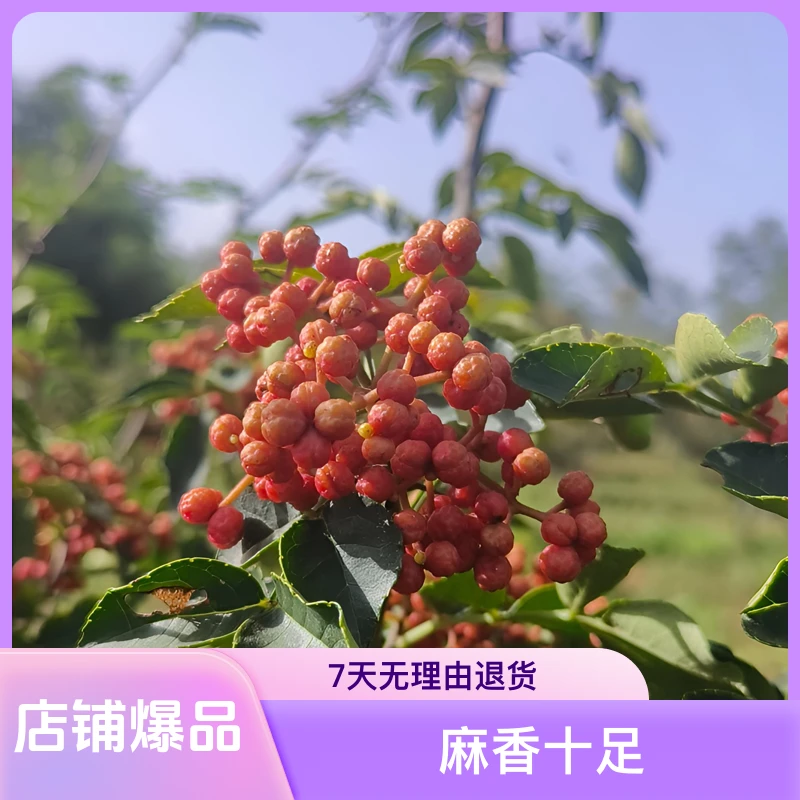 ［张伟专属］陕西大红袍干花椒麻香调料无籽鲜干花椒粒