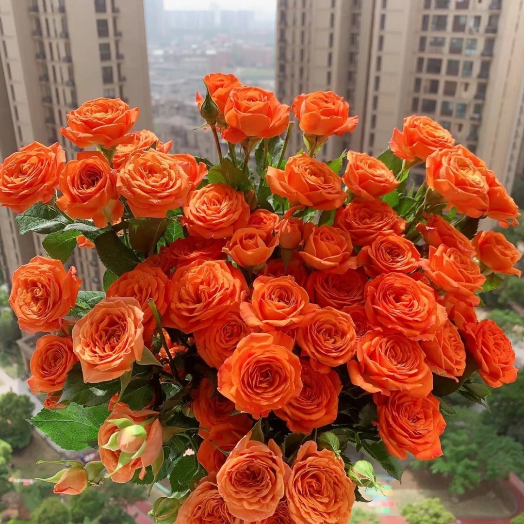 春霏阁（橙色芭比）多头泡泡月季花苗阳台盆栽