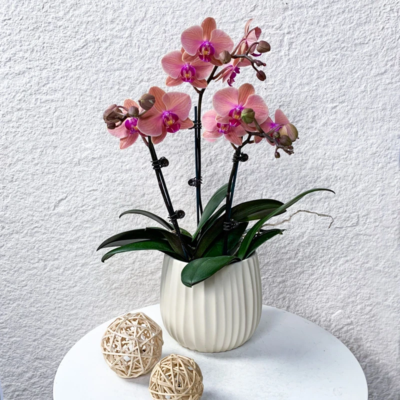 【开口笑】鲜花蝴蝶兰 稀有花色 高端桌面花卉盆栽