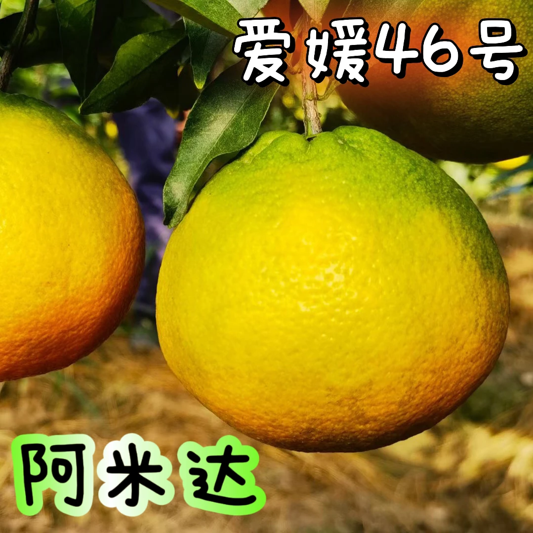 爱媛46号阿蜜达早熟春见耙耙柑嫁接苗栽种成活率浙江发货新品种