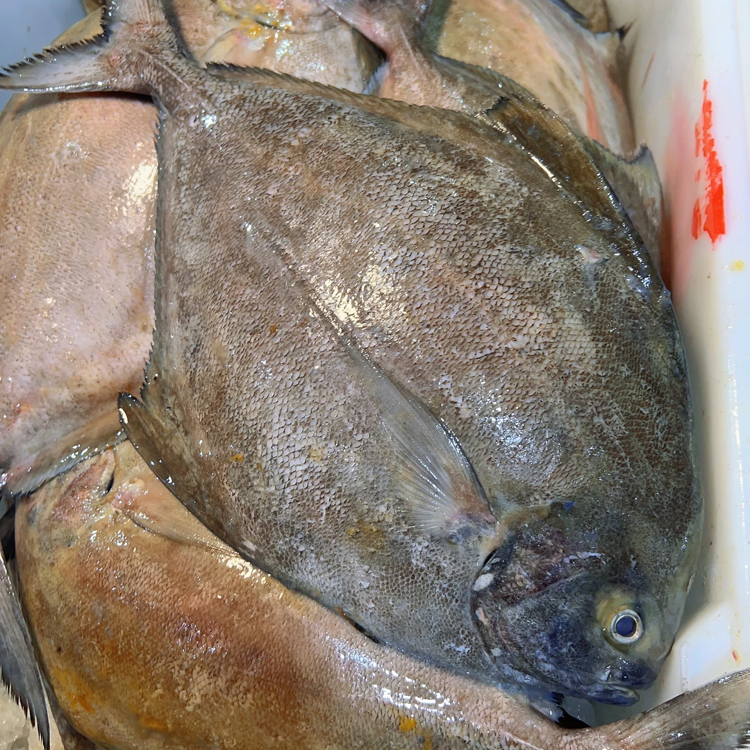 汕尾本港乌鲳鱼黑鲳鱼抓网乌昌鱼黑昌鱼
