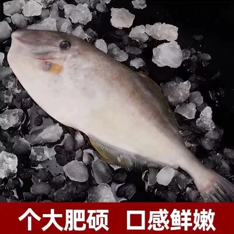 汕尾本港剥皮鱼扒皮鱼