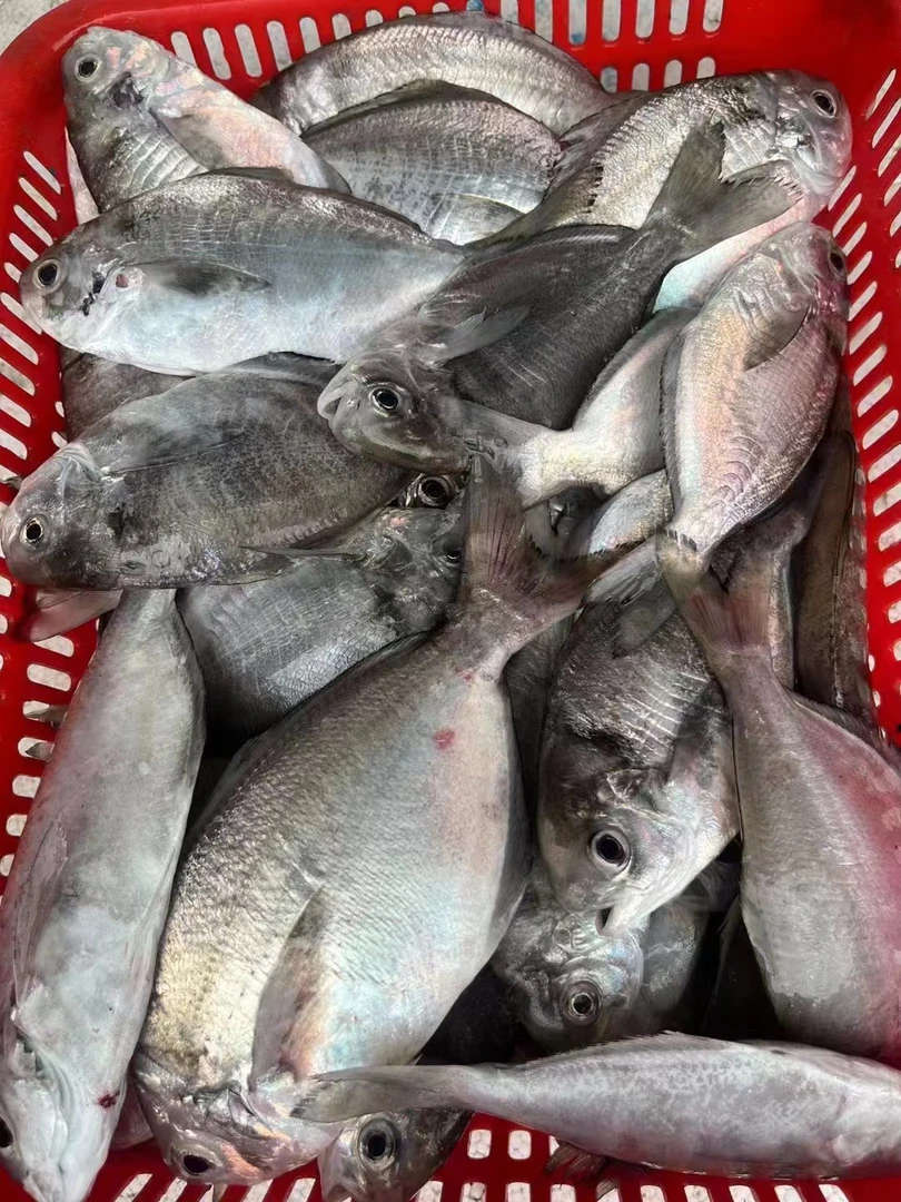 汕尾本港抓网南鲳鱼肉鲳鱼