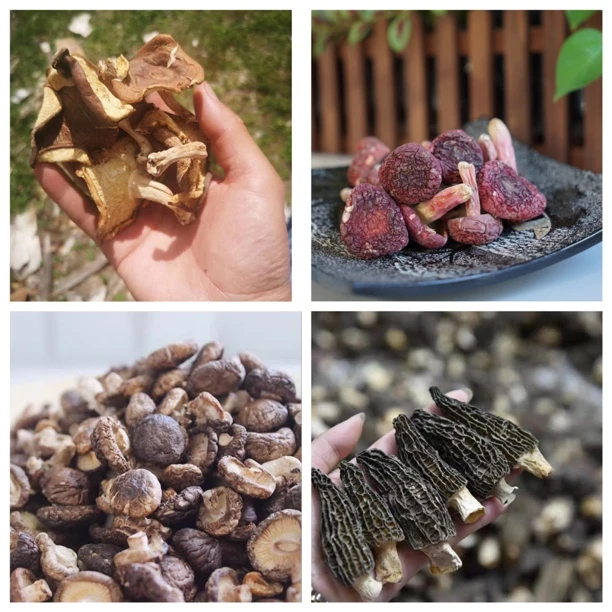 云南当季菇临时链接-二-农产品山货现收包邮