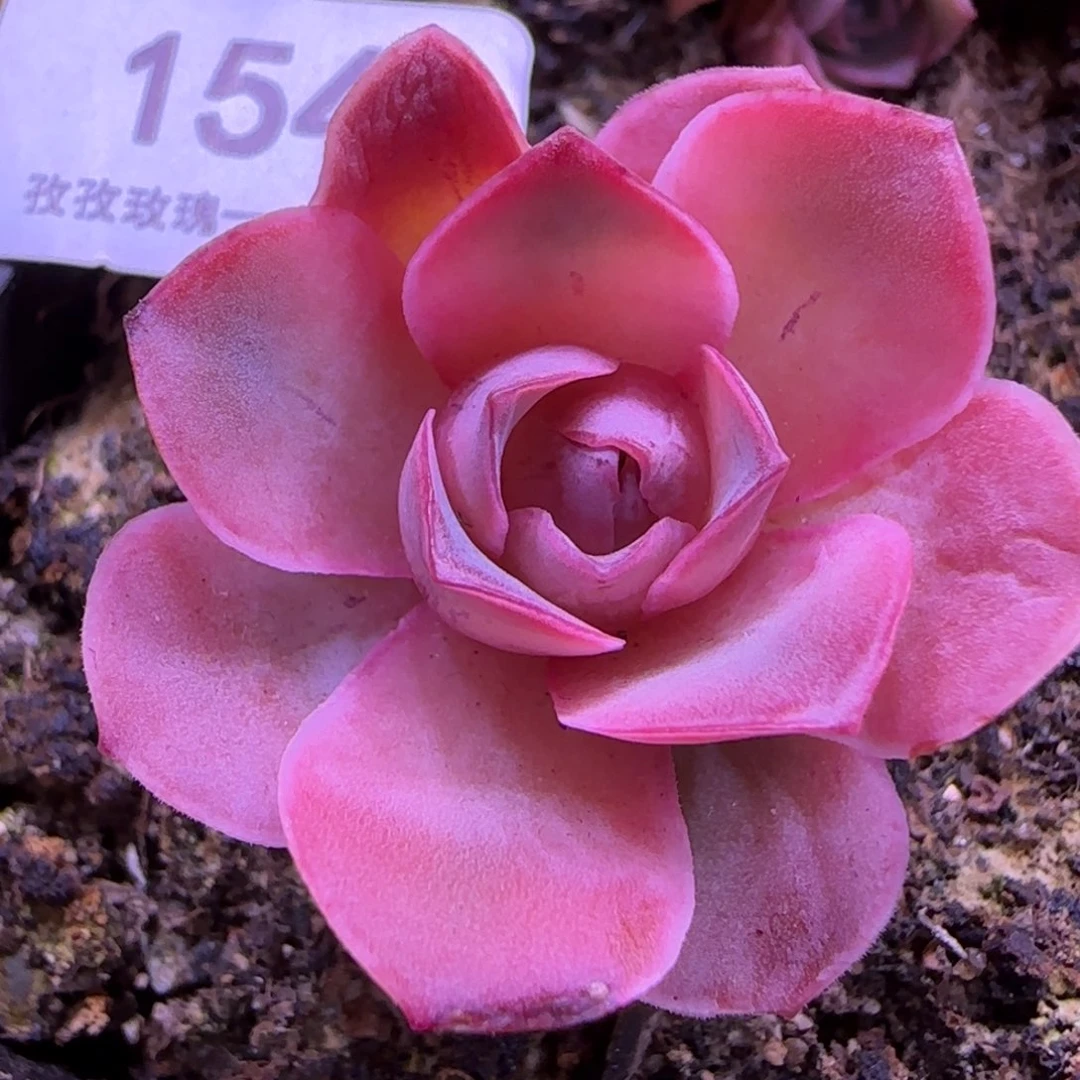 超圆粉红边杂大趴-154