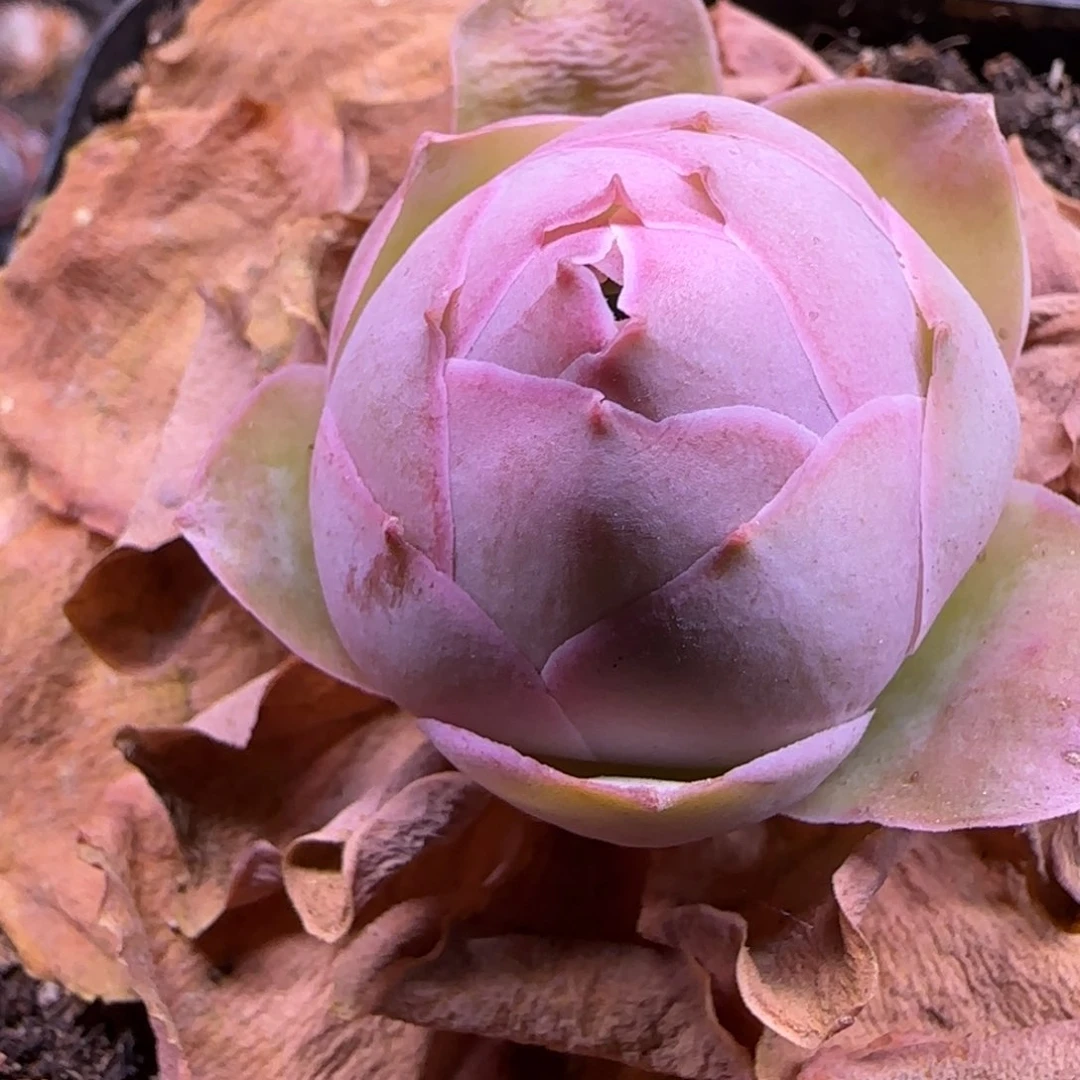 大型帕尔马仙桃款福利