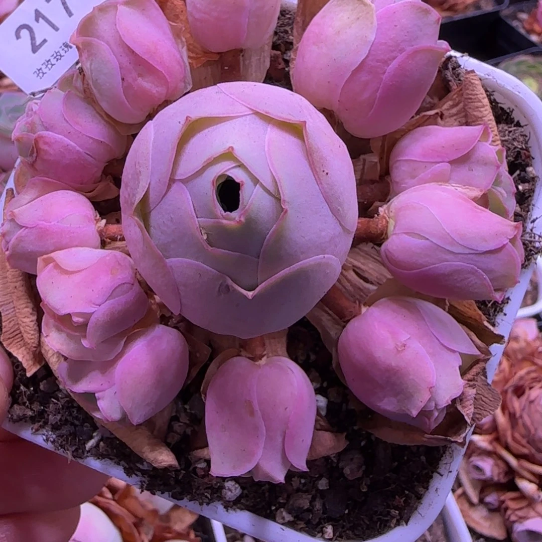 小鹿兜玫瑰-217-手捧