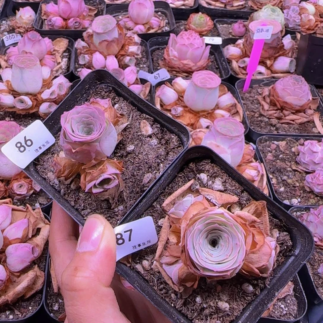 开播福利-锦书-86-87