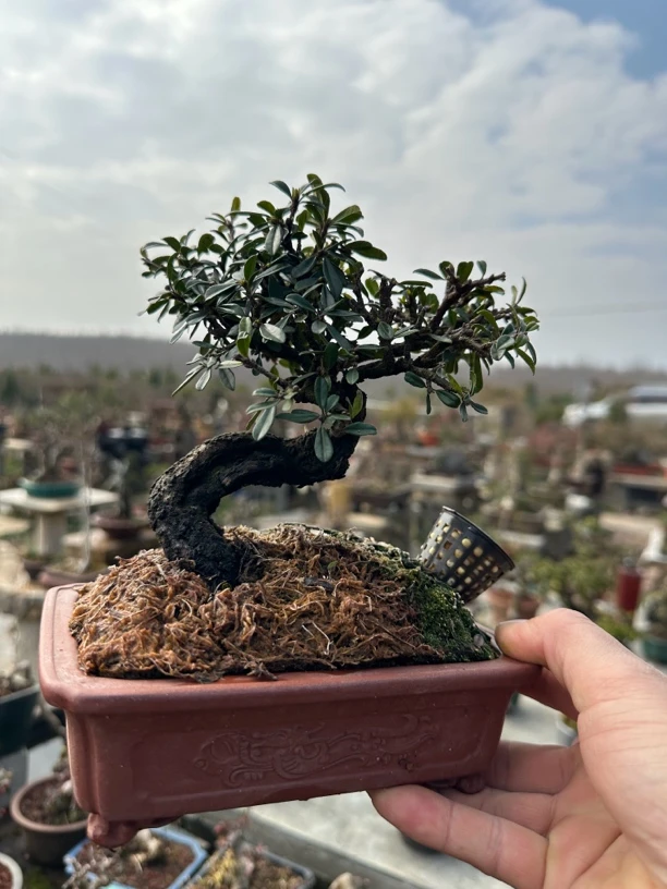 荀子盆栽直播素材