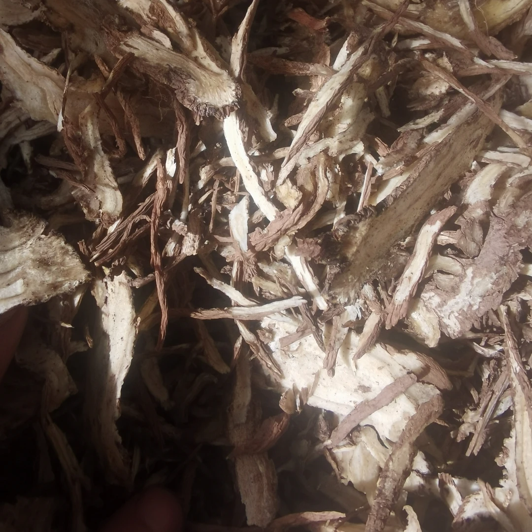全当归片有碎枝切片