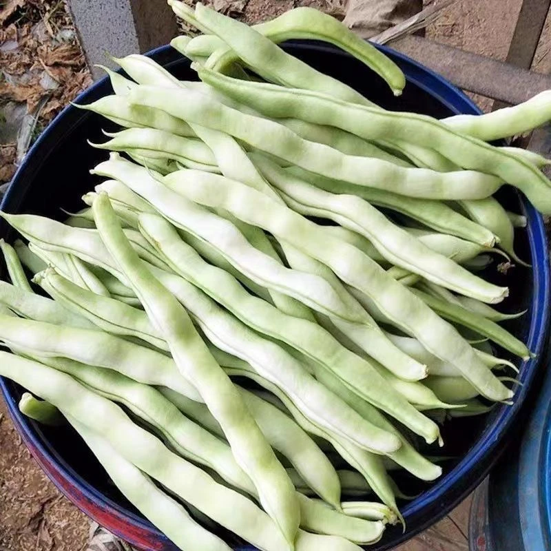 【顺丰包邮】现摘当地新鲜老来少芸豆3斤