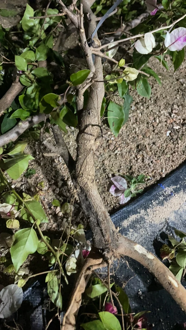 三角梅直播间一物一拍（发货途中掉花掉叶属于正常现象）