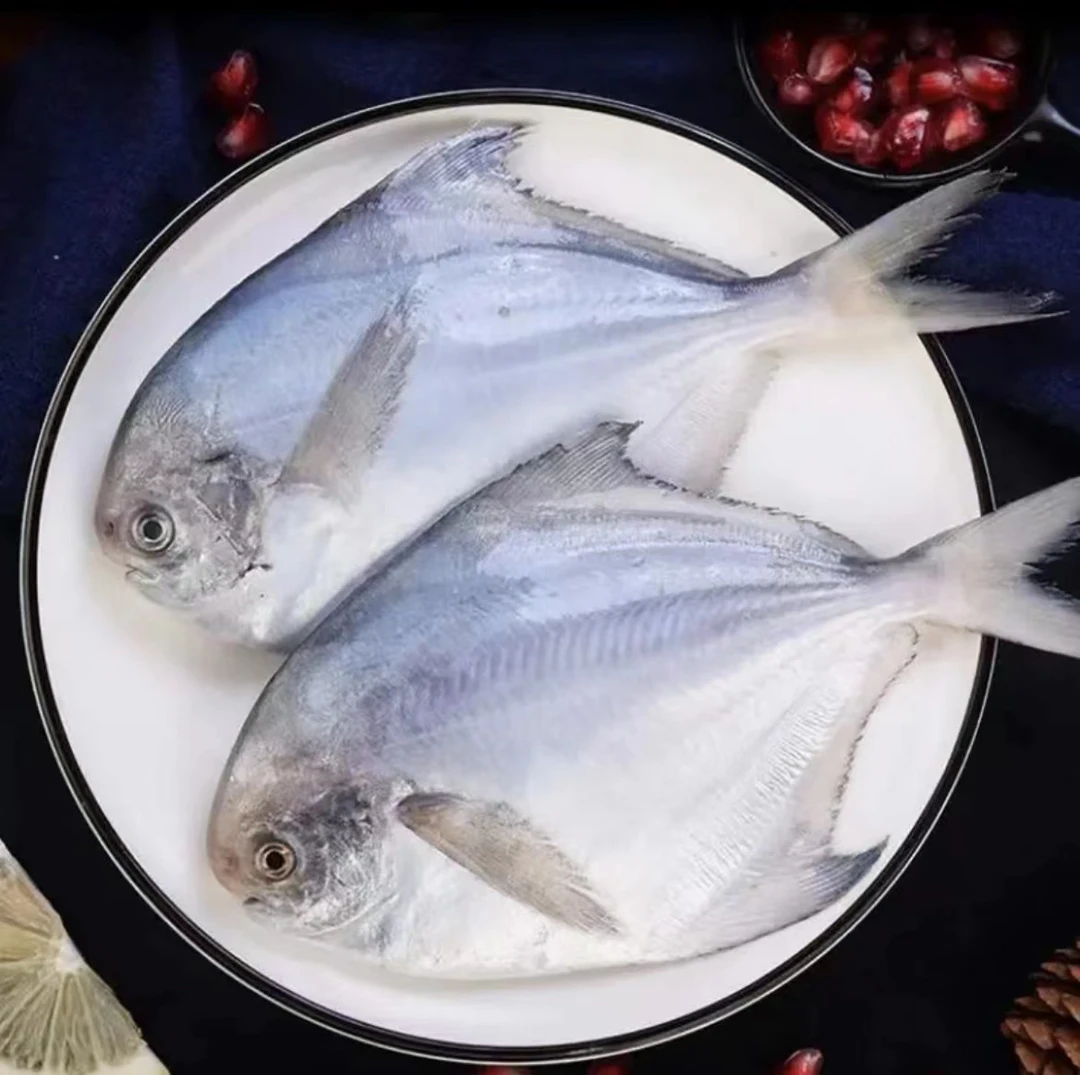 纯野生海捕银鲳鱼 平鱼鲳5-6条/斤 肉质鲜嫩细腻 拍4送1 顺丰发货