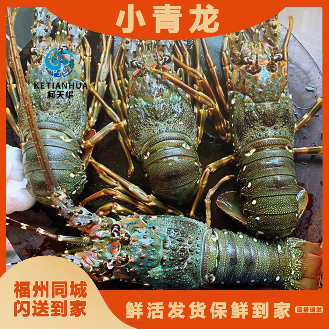 【天华活鲜】小青龙1.5-3斤龙虾鲜活壳薄肉厚龙虾 福州发货新鲜