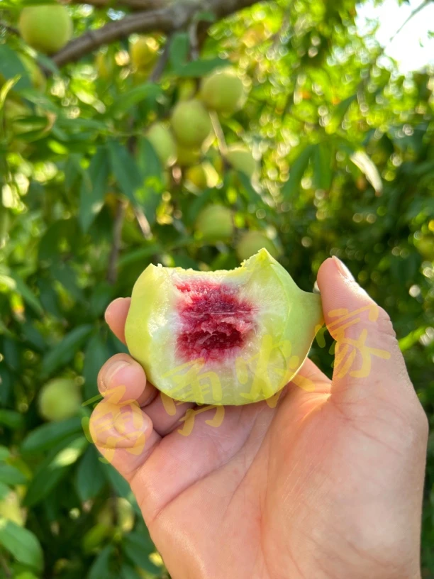 青脆甜桃祁东八月桃5斤包邮果园现摘现发新鲜清阿甜土特产农产品