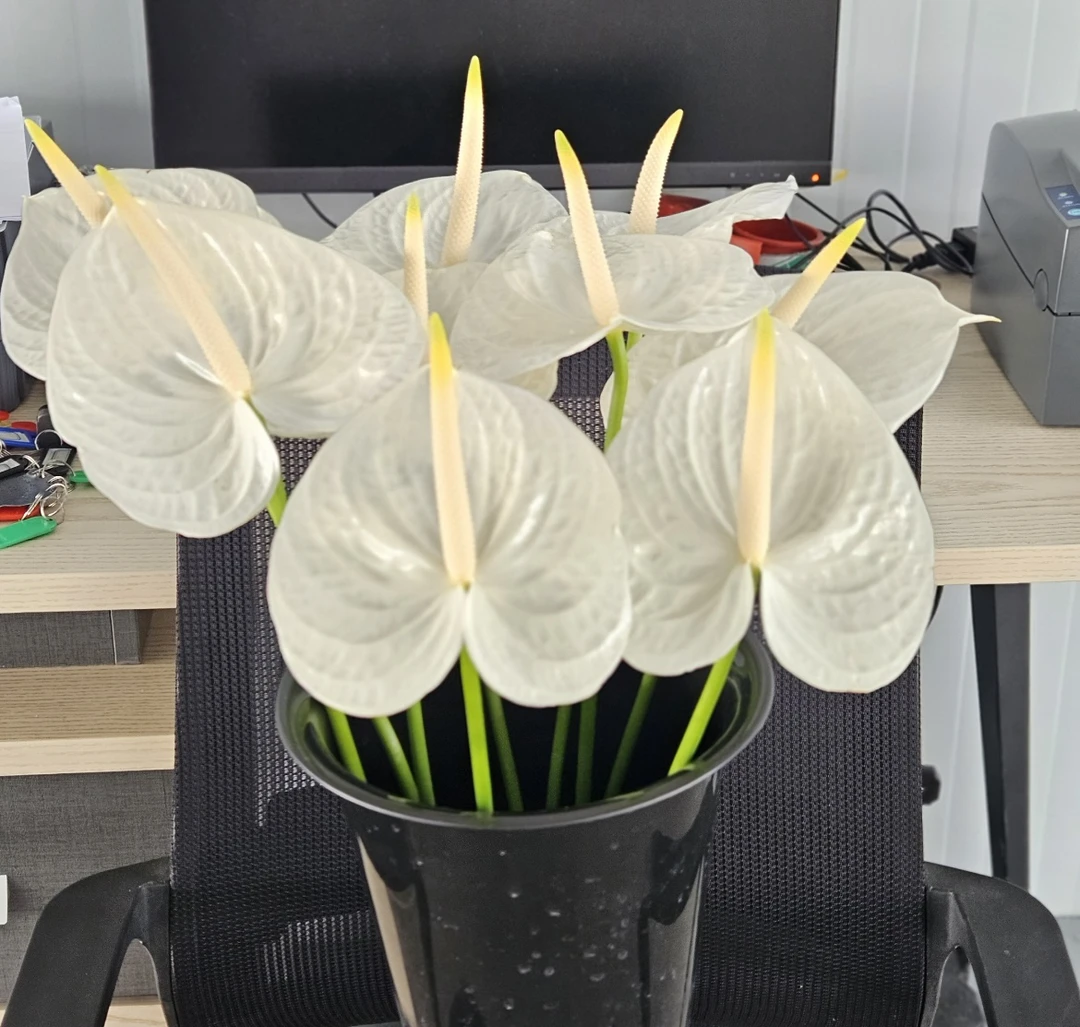 【掌品无限】风度 鲜切红掌花卉室内植物耐放