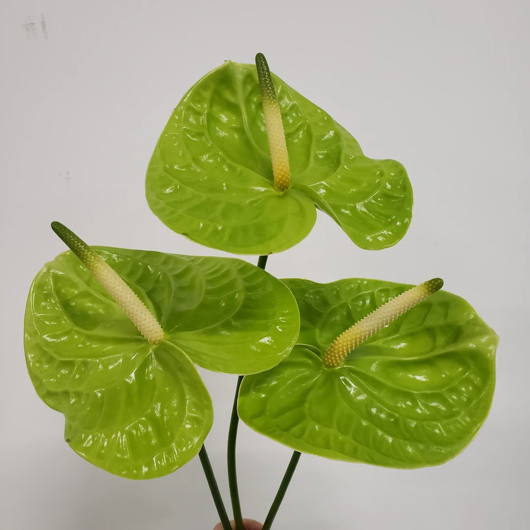 【掌品无限】大满贯/米多蕊 掌花卉高端鲜切红掌花花卉室内植物耐放