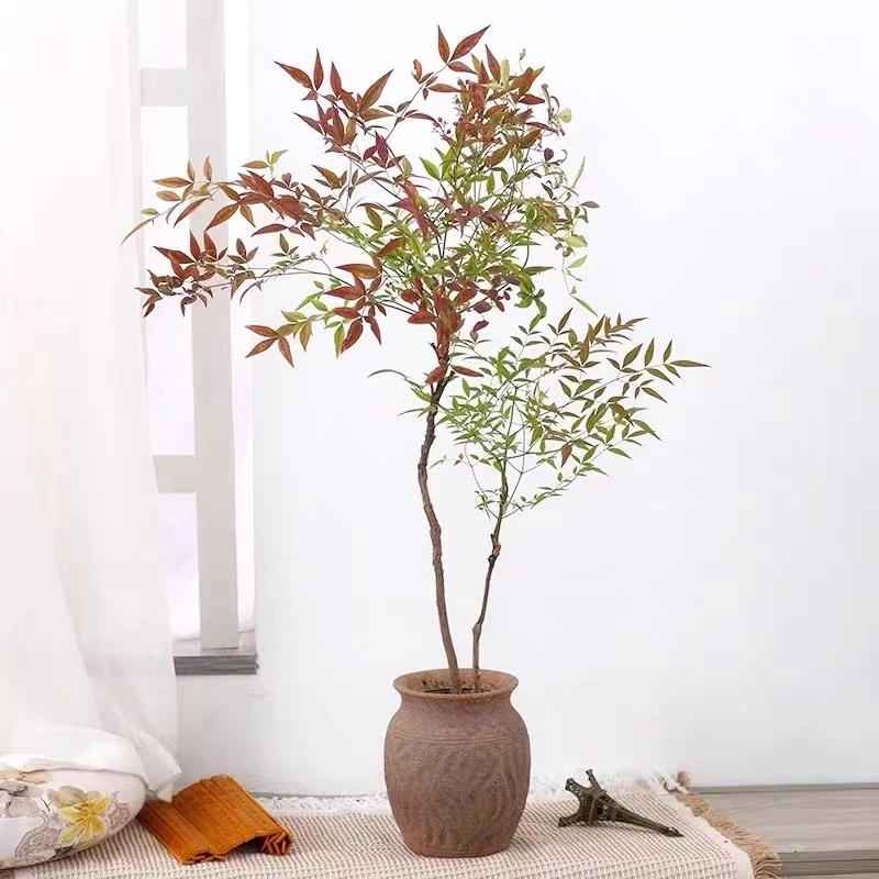 水培火焰南天竹室内桌面盆栽客厅净化空气苔藓球观叶绿植茶几盆景