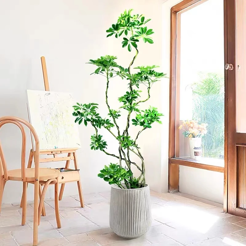 造型鸭脚木大型老桩盆栽客厅绿植落地好养真花卉家庭落地植物摆件