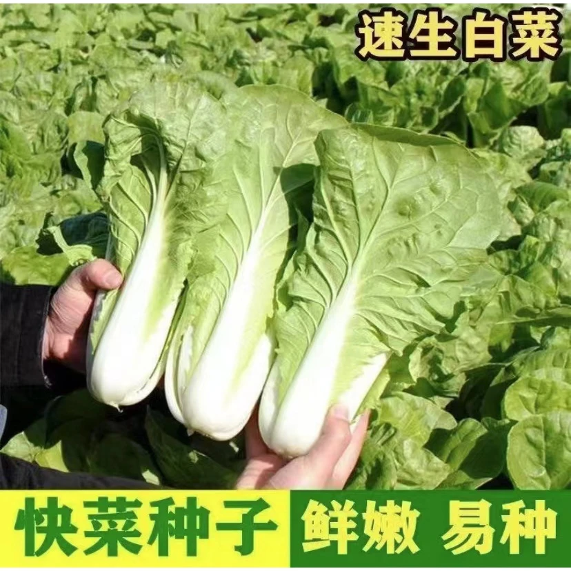 【拍2送1】台湾甜脆速生快菜蔬菜种子