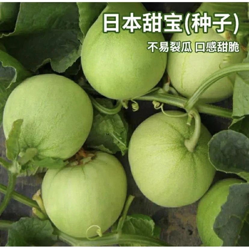 【拍2发3】日本甜瓜包甜种子春夏秋季蔬菜种子超甜高产香瓜种子