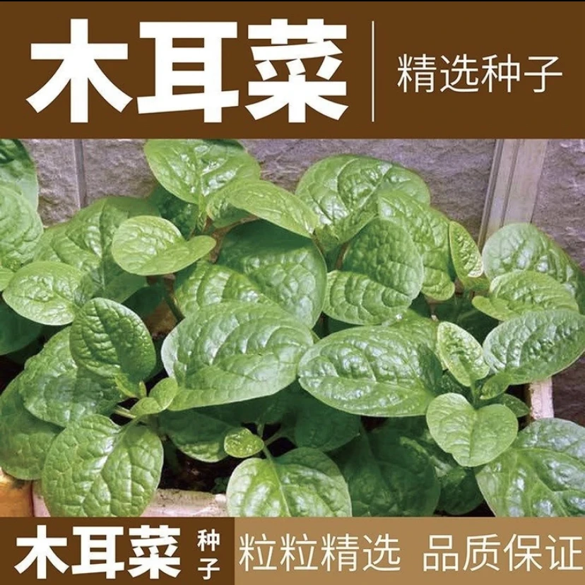 【拍2送1】大叶木耳菜种子圆叶爬藤肉厚阳台盆栽田园易种蔬菜种籽