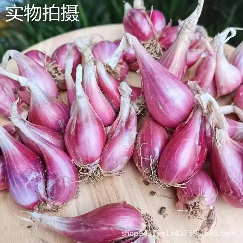 红葱头四季可种葱头干新鲜葱头花盆栽地栽阳台栽可批发