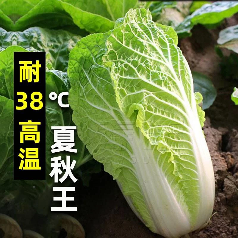 【拍2送1】夏秋王大白菜种子种籽子黄心耐热夏阳秋季高温白莱大全