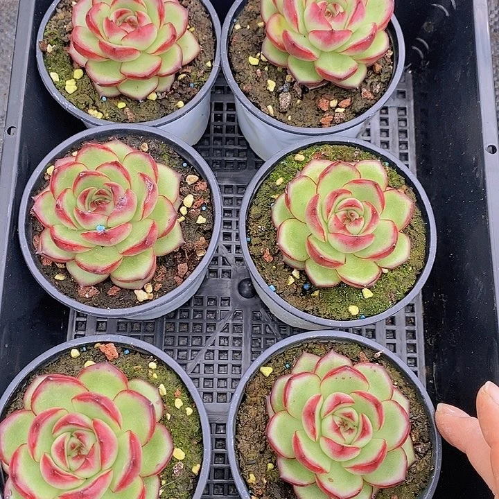 112 多肉植物盆栽花卉植物