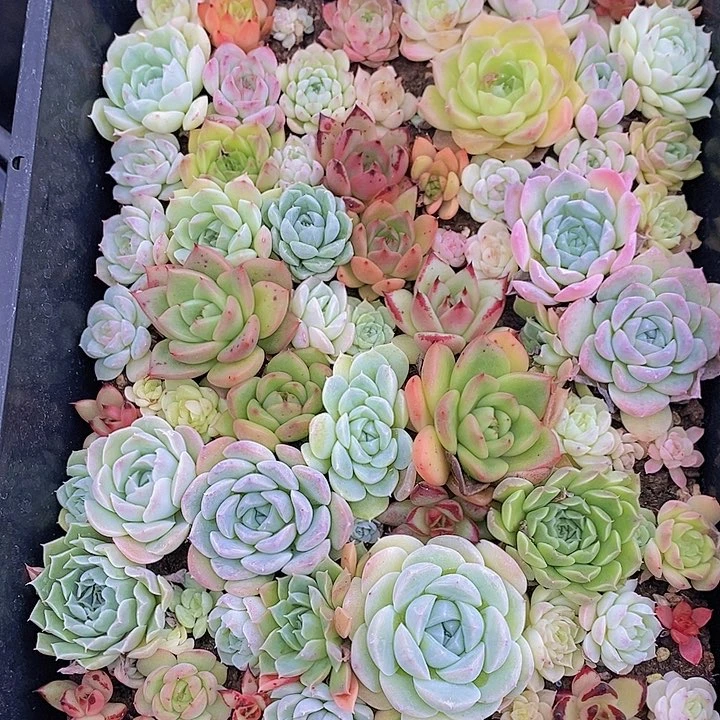 96 多肉植物盆栽植物花卉