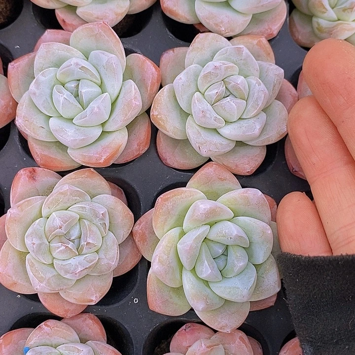 93 多肉植物盆栽花卉植物