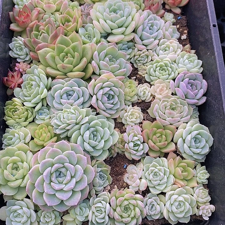 170 多肉植物盆栽花卉植物