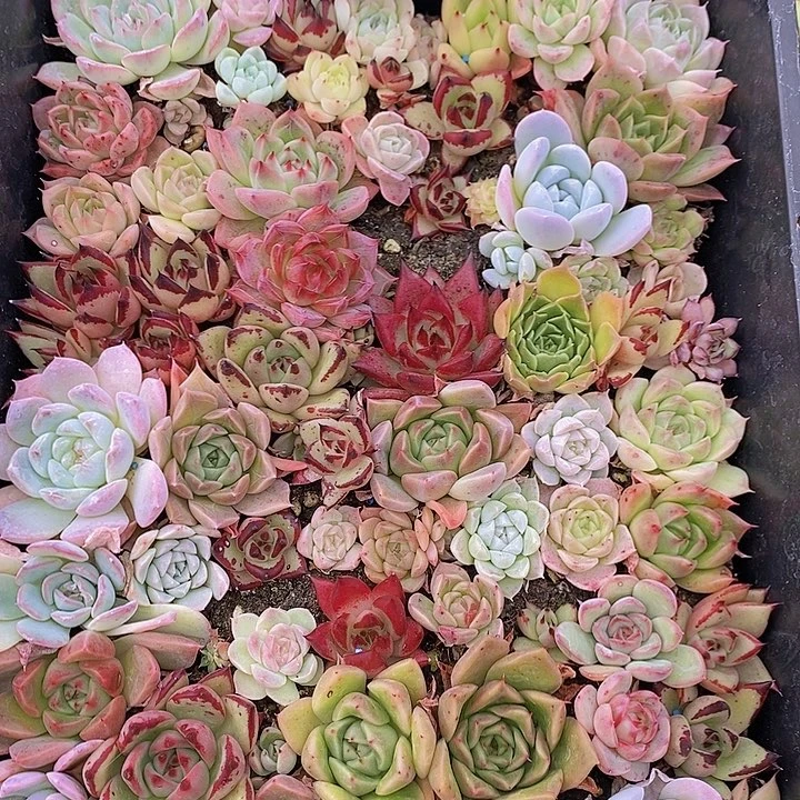 239 多肉植物组合盆栽花卉