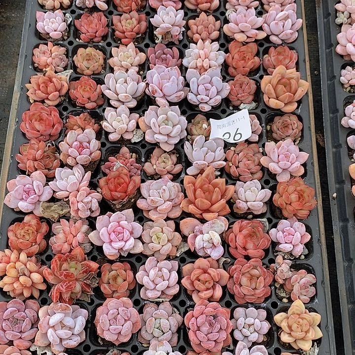 26 多肉植物组合盆栽花卉